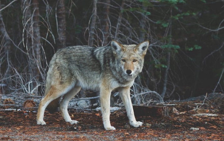 What Time of Night Are Coyotes Most Active?